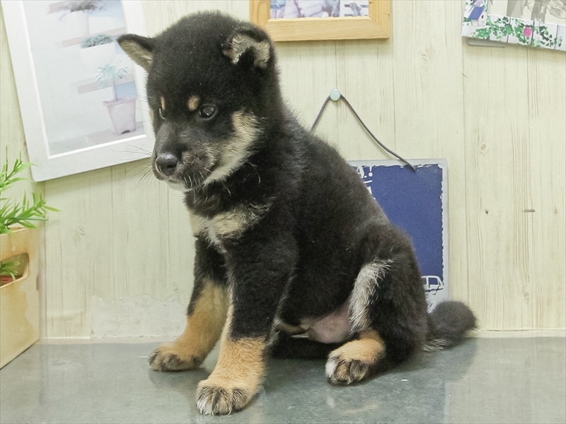 三重県の柴犬(標準サイズ) (ワンラブホームセンターバロー松阪店/2026年3月7日生まれ/男の子/黒)の子犬の2枚目の画像