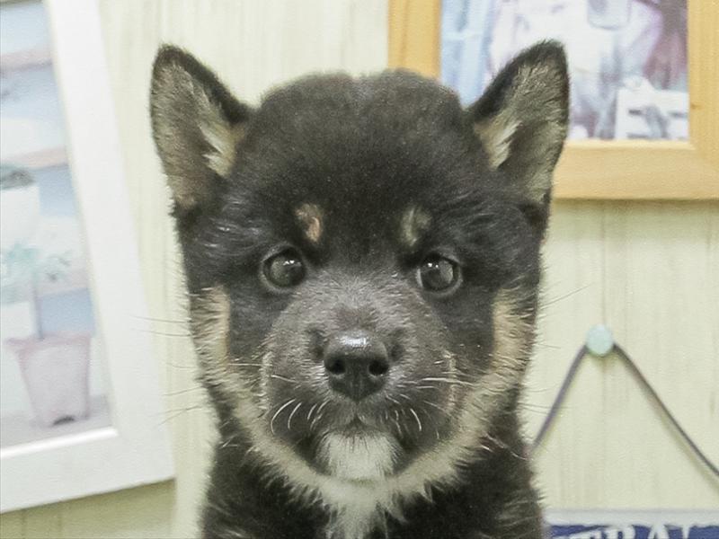 静岡県の柴犬(標準サイズ) (ワンラブカインズ伊東店/2026年3月7日生まれ/女の子/黒)の子犬の1枚目の画像