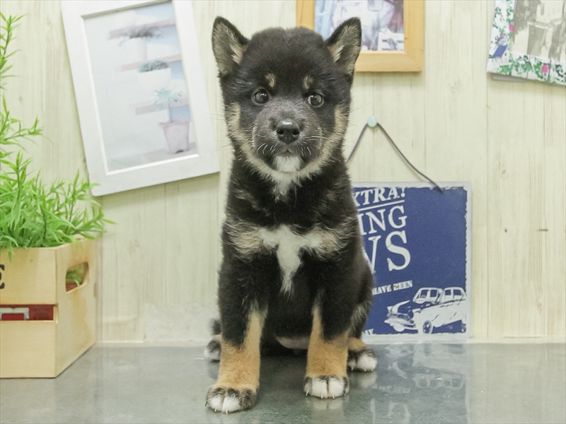 静岡県の柴犬(標準サイズ) (ワンラブカインズ伊東店/2026年3月7日生まれ/女の子/黒)の子犬の3枚目の画像