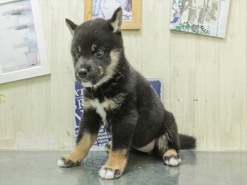 静岡県の柴犬(標準サイズ) (ワンラブカインズ伊東店/2026年3月7日生まれ/女の子/黒)の子犬の2枚目の画像