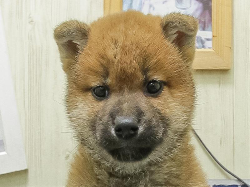 宮城県の柴犬(標準サイズ) (ワンラブカインズ仙台泉店/2026年3月7日生まれ/男の子/赤)の子犬の1枚目の画像