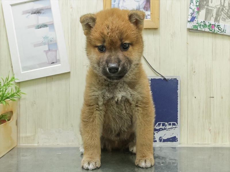 宮城県の柴犬(標準サイズ) (ワンラブカインズ仙台泉店/2026年3月7日生まれ/男の子/赤)の子犬の3枚目の画像