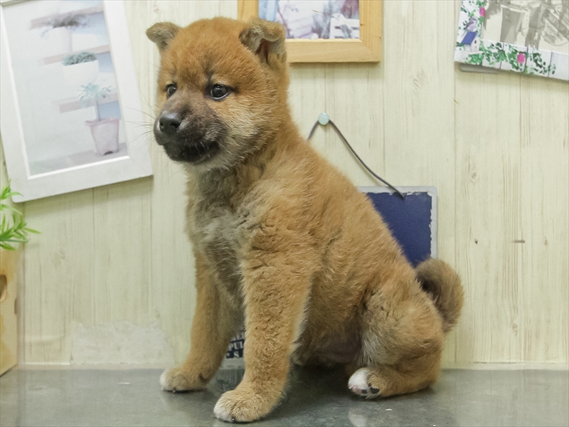 宮城県の柴犬(標準サイズ) (ワンラブカインズ仙台泉店/2026年3月7日生まれ/男の子/赤)の子犬の2枚目の画像