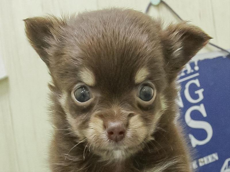 鹿児島県のチワワ(ロング) (ワンラブニシムタ N'sCITY谷山店/2026年3月8日生まれ/男の子/チョコレートタンホワイト)の子犬の1枚目の画像
