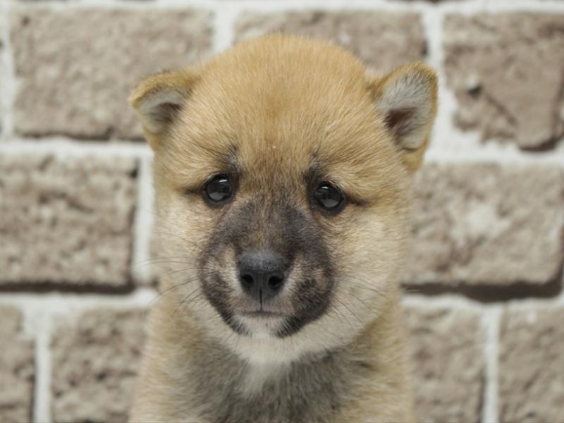 福岡県の豆柴 (ワンラブ福岡総本店/2026年3月9日生まれ/女の子/赤)の子犬の1枚目の画像