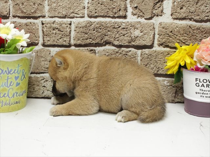 福岡県の豆柴 (ワンラブ福岡総本店/2026年3月9日生まれ/女の子/赤)の子犬の2枚目の画像