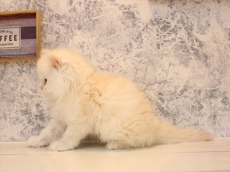 東京都のミヌエット (ワンラブカインズ昭島店/2026年3月14日生まれ/男の子/クリームホワイト)の子猫の3枚目の画像