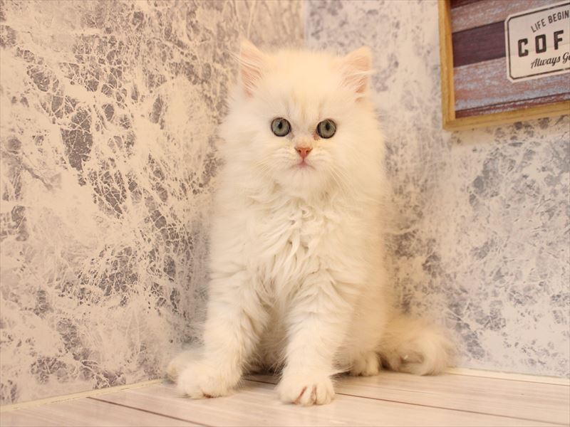 東京都のミヌエット (ワンラブカインズ昭島店/2026年3月14日生まれ/男の子/クリームホワイト)の子猫の2枚目の画像