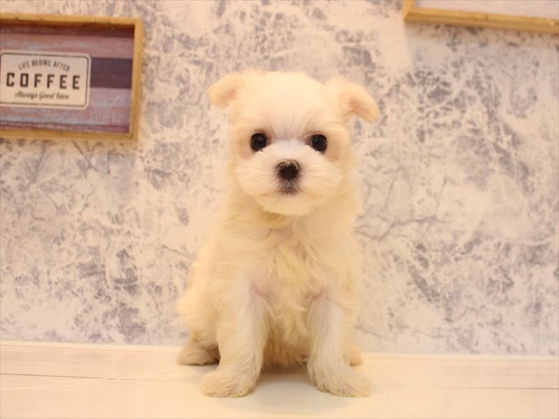 群馬県のマルチーズ (ワンラブカインズ伊勢崎店/2026年3月14日生まれ/女の子/ホワイト)の子犬の2枚目の画像