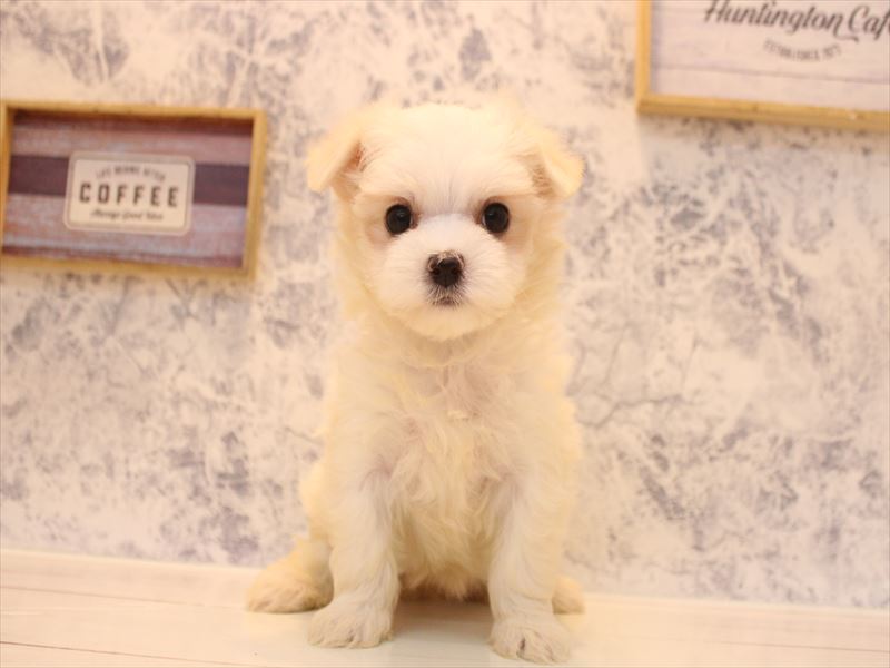 福岡県のマルチーズ (ワンラブ福岡総本店/2026年3月14日生まれ/女の子/ホワイト)の子犬の2枚目の画像