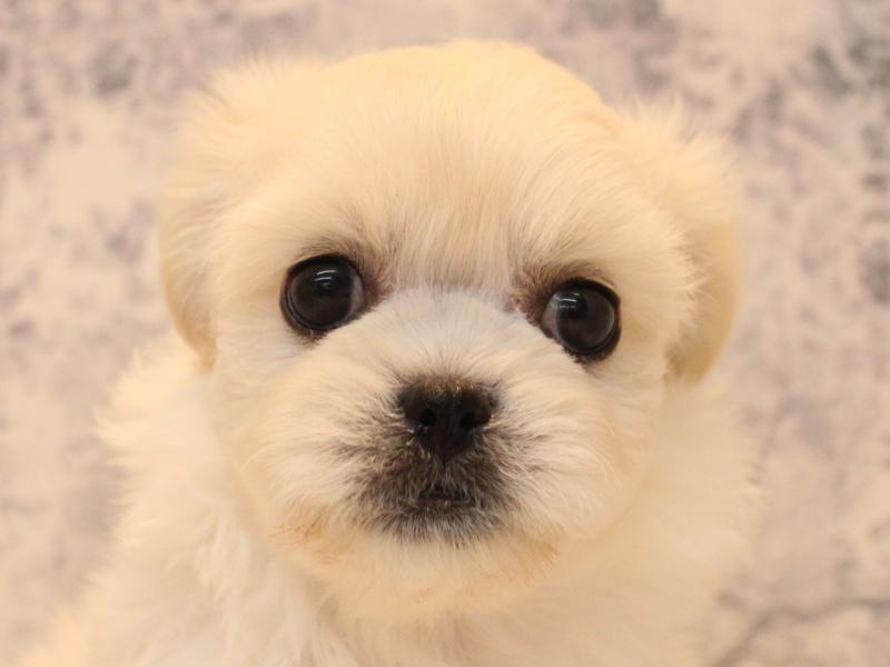 福岡県のハーフ犬・ミックス犬 (ワンラブ福岡総本店/2026年3月15日生まれ/女の子/ホワイト)の子犬の1枚目の画像