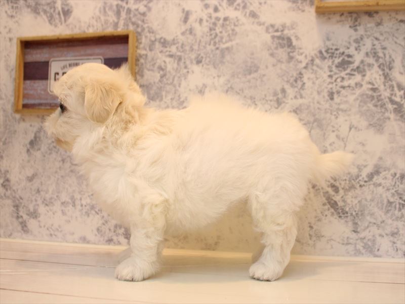 福岡県のハーフ犬・ミックス犬 (ワンラブ福岡総本店/2026年3月15日生まれ/女の子/ホワイト)の子犬の3枚目の画像