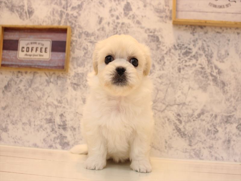 福岡県のハーフ犬・ミックス犬 (ワンラブ福岡総本店/2026年3月15日生まれ/女の子/ホワイト)の子犬の2枚目の画像