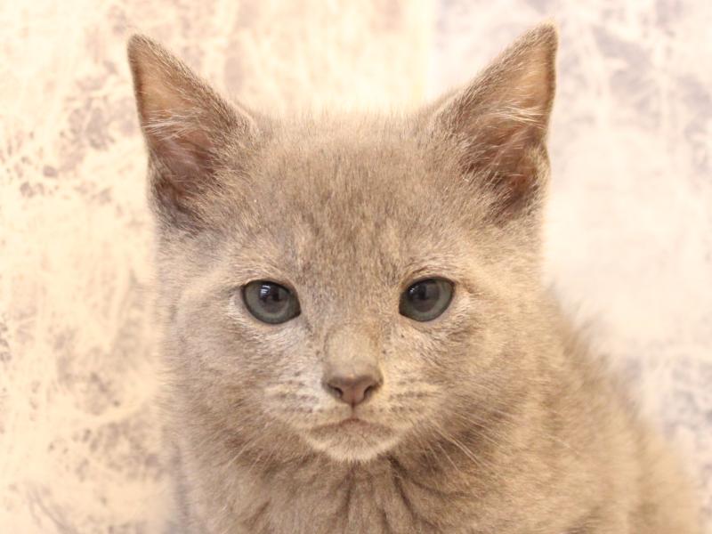 埼玉県のロシアンブルー (ワンラブ埼玉寄居店/2026年3月15日生まれ/男の子/ブルー)の子猫