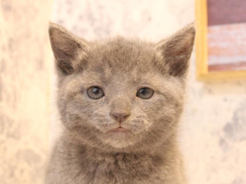 埼玉県のロシアンブルー (ワンラブ埼玉寄居店/2026年3月15日生まれ/男の子/ブルー)の子猫