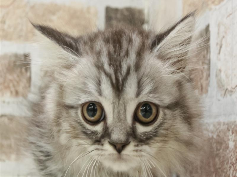 愛知県のマンチカン (ワンラブ名古屋守山インター総本店/2026年3月11日生まれ/男の子/シルバータビー)の子猫の1枚目の画像