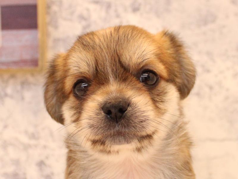 埼玉県のハーフ犬・ミックス犬 (ワンラブ埼玉寄居店/2026年3月17日生まれ/女の子/フォーンホワイト)の子犬の1枚目の画像