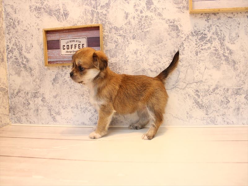 埼玉県のハーフ犬・ミックス犬 (ワンラブ埼玉寄居店/2026年3月17日生まれ/女の子/フォーンホワイト)の子犬の3枚目の画像