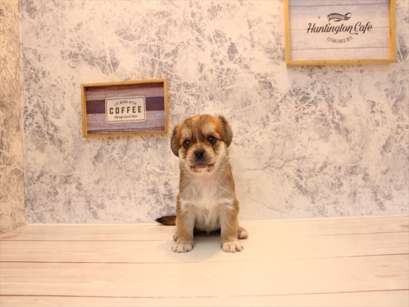 埼玉県のハーフ犬・ミックス犬 (ワンラブ埼玉寄居店/2026年3月17日生まれ/女の子/フォーンホワイト)の子犬の2枚目の画像