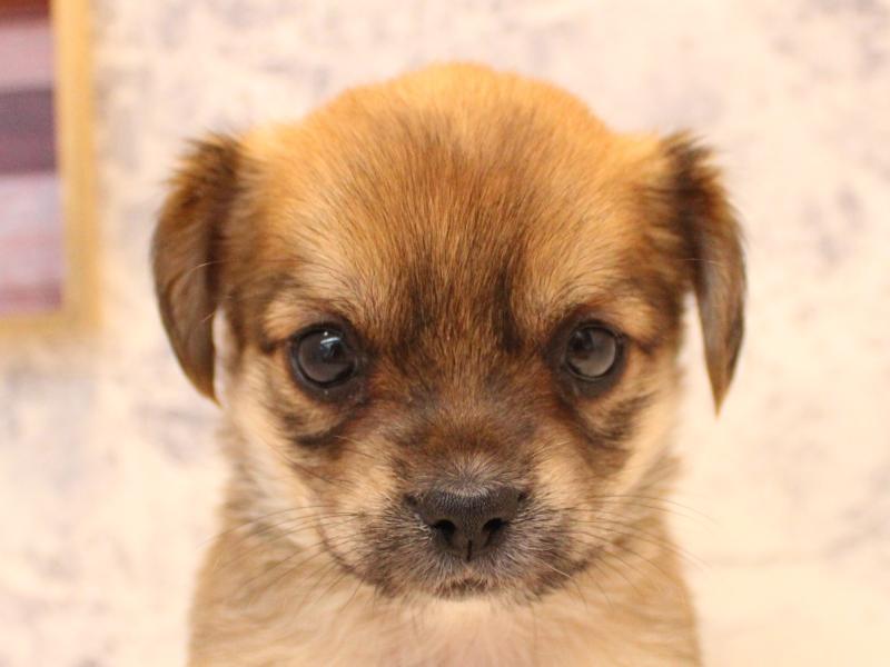 埼玉県のハーフ犬・ミックス犬 (ワンラブ埼玉寄居店/2026年3月17日生まれ/女の子/フォーンホワイト)の子犬の1枚目の画像