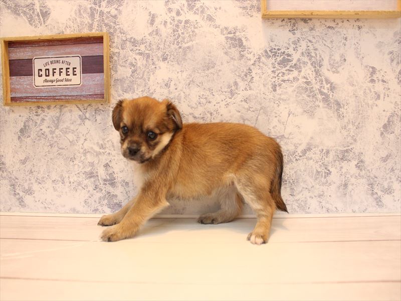 埼玉県のハーフ犬・ミックス犬 (ワンラブ埼玉寄居店/2026年3月17日生まれ/女の子/フォーンホワイト)の子犬の3枚目の画像