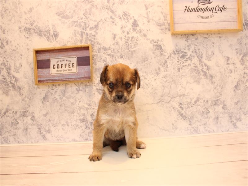 埼玉県のハーフ犬・ミックス犬 (ワンラブ埼玉寄居店/2026年3月17日生まれ/女の子/フォーンホワイト)の子犬の2枚目の画像