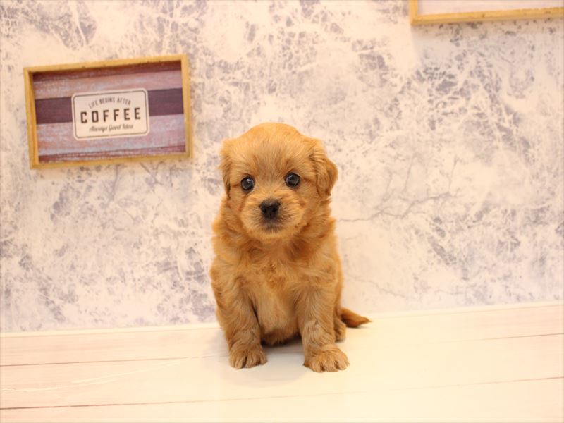 千葉県のペキプー(ペキニーズ×プードル) (ワンラブカインズ船橋習志野店/2026年3月18日生まれ/男の子/アプリコット)の子犬の3枚目の画像
