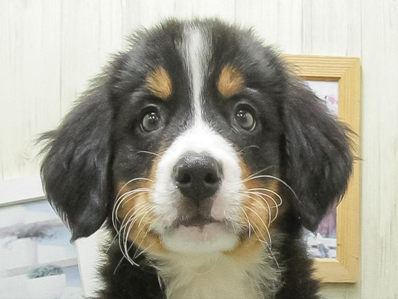 愛知県のバーニーズマウンテンドッグ (ワンラブカインズ小牧店(FC)/2026年3月20日生まれ/女の子/ブラックラストホワイト)の子犬