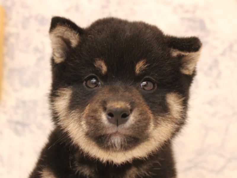 神奈川県の柴犬(標準サイズ) (ワンラブコピオ相模原インター店/2026年3月21日生まれ/女の子/黒)の子犬の1枚目の画像