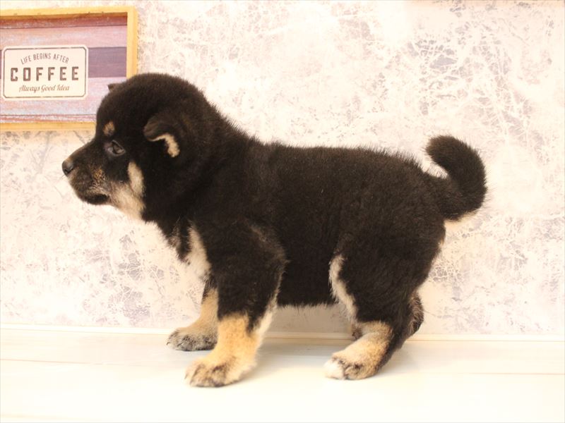 神奈川県の柴犬(標準サイズ) (ワンラブコピオ相模原インター店/2026年3月21日生まれ/女の子/黒)の子犬の3枚目の画像