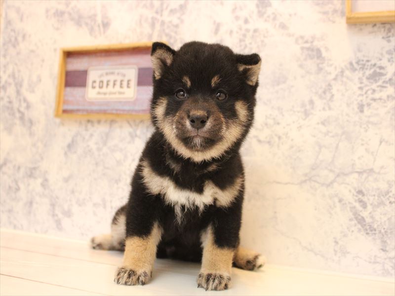 神奈川県の柴犬(標準サイズ) (ワンラブコピオ相模原インター店/2026年3月21日生まれ/女の子/黒)の子犬の2枚目の画像