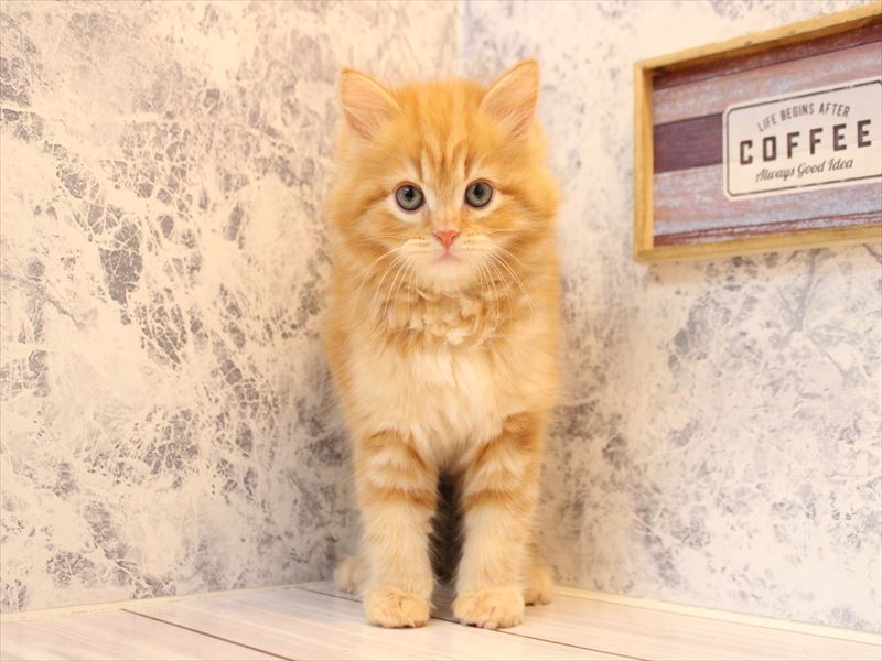 埼玉県のサイベリアン (ワンラブ埼玉寄居店/2026年3月21日生まれ/男の子/レッドタビー)の子猫の2枚目の画像