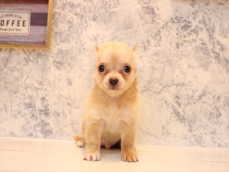 埼玉県のチワワ(ロング) (ワンラブ埼玉寄居店/2026年3月21日生まれ/男の子/クリーム)の子犬の2枚目の画像