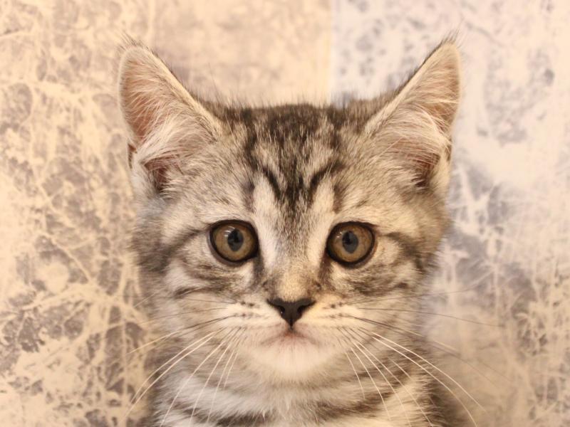 埼玉県のマンチカン (ワンラブ埼玉寄居店/2026年3月14日生まれ/男の子/シルバータビー)の子猫の1枚目の画像