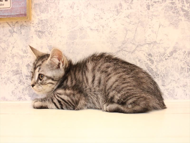 埼玉県のマンチカン (ワンラブ埼玉寄居店/2026年3月14日生まれ/男の子/シルバータビー)の子猫の3枚目の画像
