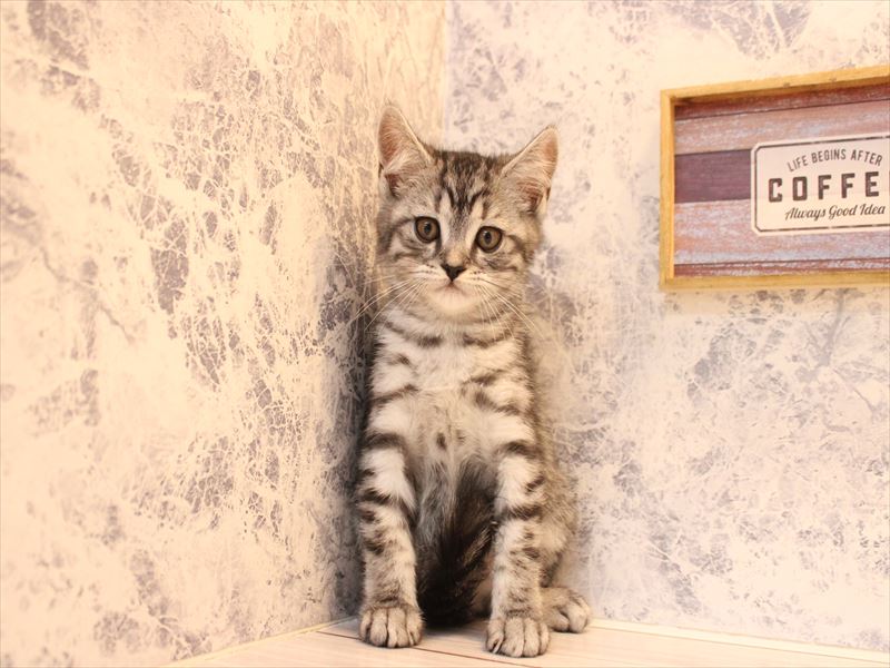 埼玉県のマンチカン (ワンラブ埼玉寄居店/2026年3月14日生まれ/男の子/シルバータビー)の子猫の2枚目の画像