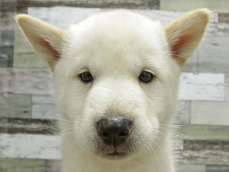 愛知県の北海道犬 (ワンラブ名古屋守山インター総本店/2026年3月28日生まれ/女の子/白)の子犬の1枚目の画像