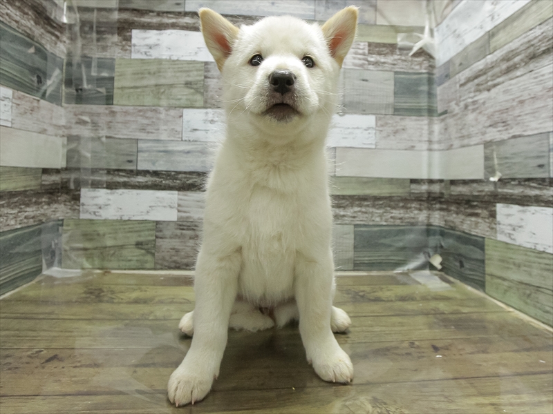 愛知県の北海道犬 (ワンラブ名古屋守山インター総本店/2026年3月28日生まれ/女の子/白)の子犬の3枚目の画像