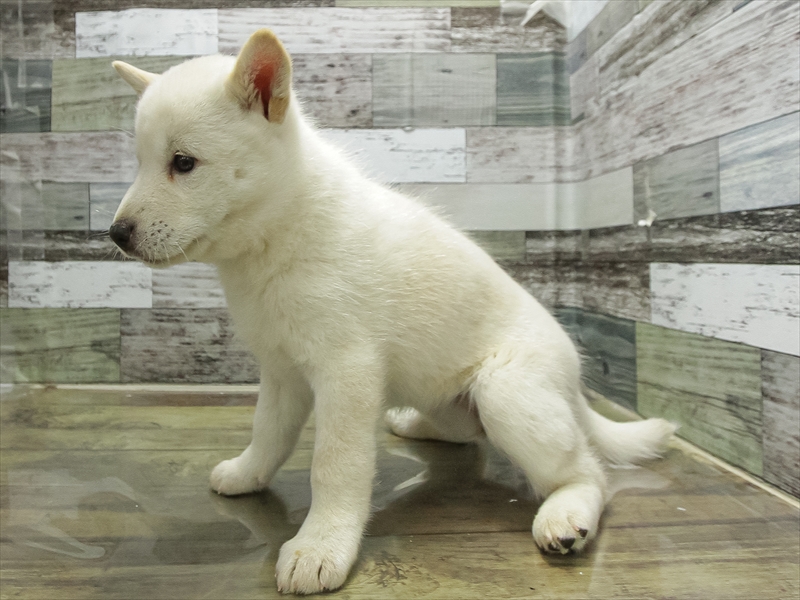 愛知県の北海道犬 (ワンラブ名古屋守山インター総本店/2026年3月28日生まれ/女の子/白)の子犬の2枚目の画像