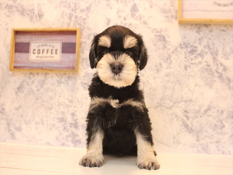 山形県のミニチュアシュナウザー (ワンラブイオンモール三川店/2026年3月29日生まれ/男の子/ブラックシルバー)の子犬の2枚目の画像