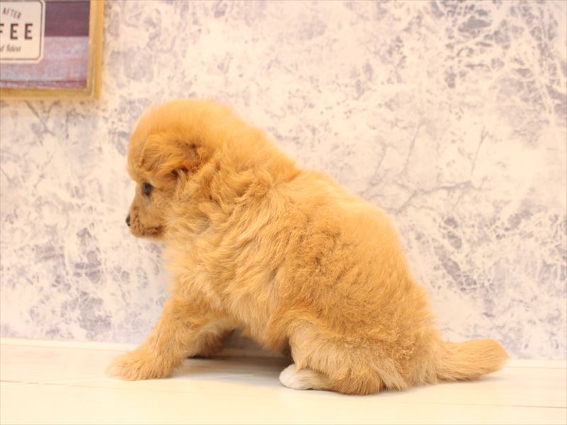 埼玉県のポメプー(ポメラニアン×プードル) (ワンラブ埼玉寄居店/2026年3月28日生まれ/女の子/アプリコット)の子犬の3枚目の画像