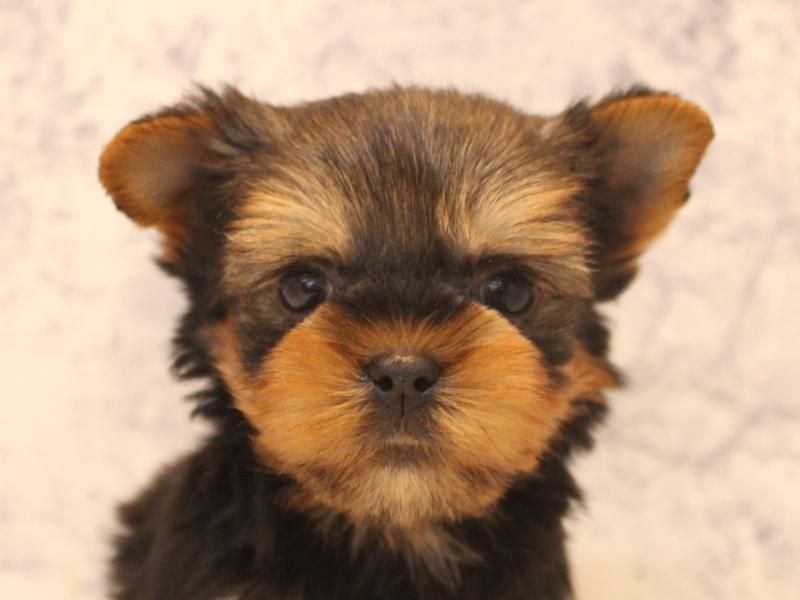 ヨークシャーテリア【ヨーキー】 スチールブルータン 男の子 子犬販売