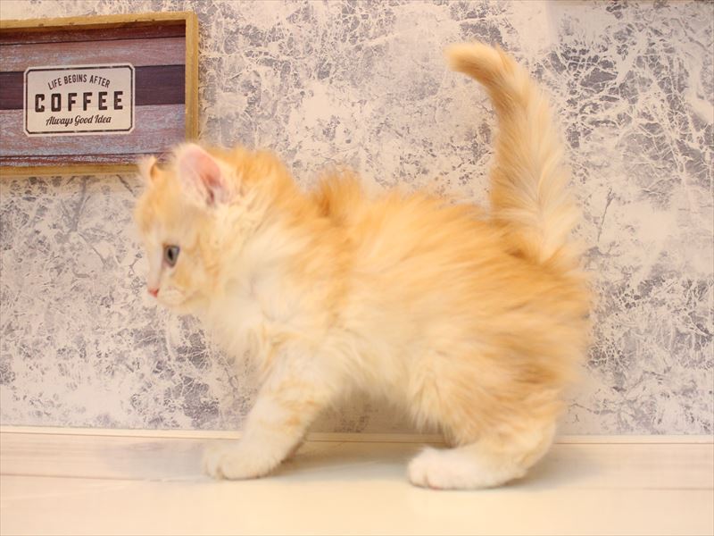 埼玉県のキンカロー (ワンラブ埼玉寄居店/2026年4月10日生まれ/男の子/クリームホワイト)の子猫の3枚目の画像