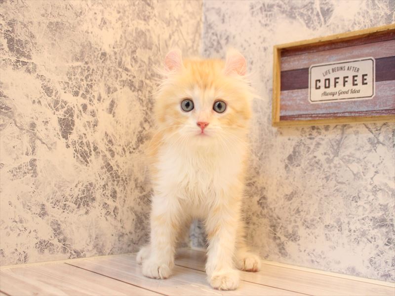 埼玉県のキンカロー (ワンラブ埼玉寄居店/2026年4月10日生まれ/男の子/クリームホワイト)の子猫の2枚目の画像