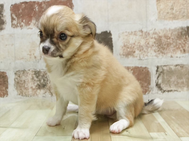 愛知県のチワワ(ロング) (ワンラブ名古屋守山インター総本店/2026年4月17日生まれ/女の子/レッドホワイト)の子犬の2枚目の画像