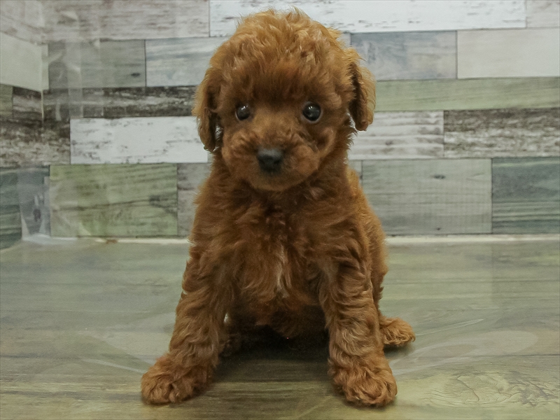 愛知県のトイプードル(トイ) (ワンラブ名古屋守山インター総本店/2026年4月17日生まれ/男の子/レッド)の子犬の3枚目の画像