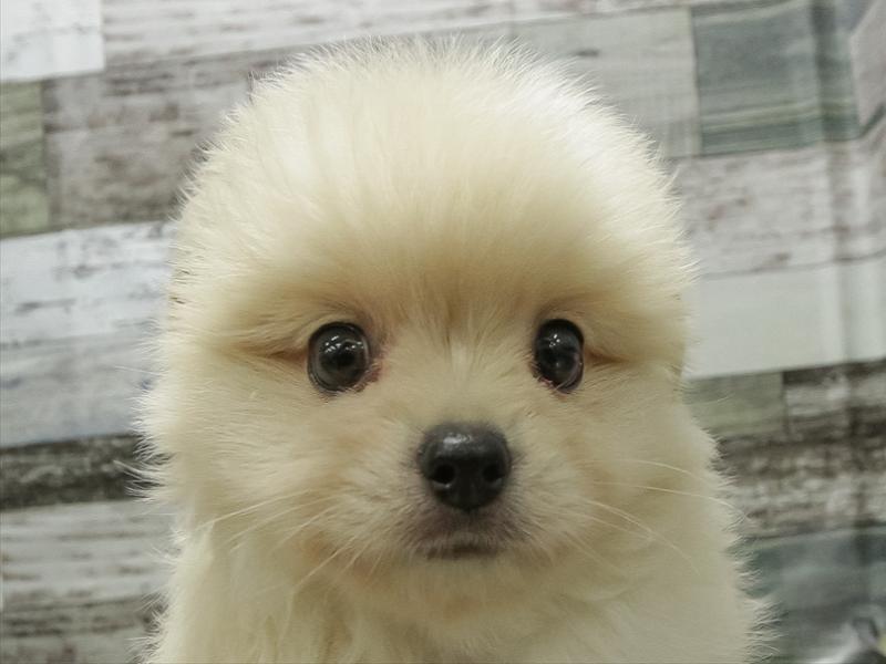 愛知県のハーフ犬・ミックス犬 (ワンラブ名古屋守山インター総本店/2026年4月18日生まれ/男の子/クリーム)の子犬の1枚目の画像
