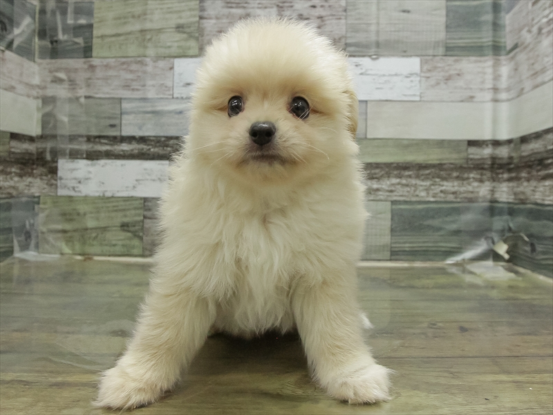 愛知県のハーフ犬・ミックス犬 (ワンラブ名古屋守山インター総本店/2026年4月18日生まれ/男の子/クリーム)の子犬の3枚目の画像