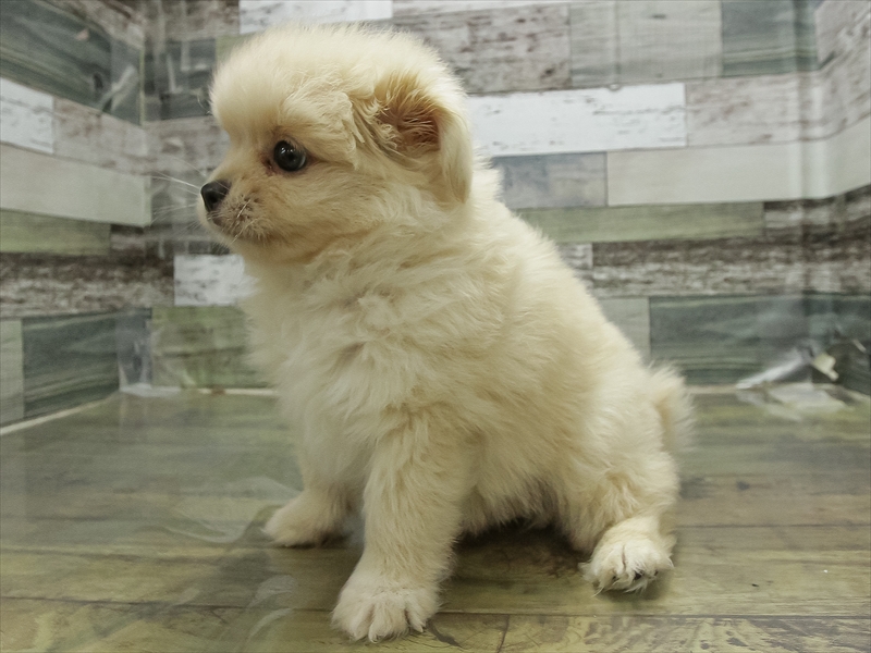 愛知県のハーフ犬・ミックス犬 (ワンラブ名古屋守山インター総本店/2026年4月18日生まれ/男の子/クリーム)の子犬の2枚目の画像