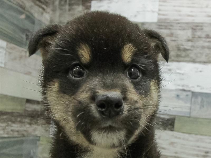 愛知県の柴犬(標準サイズ) (ワンラブ名古屋守山インター総本店/2026年4月19日生まれ/男の子/黒)の子犬の1枚目の画像